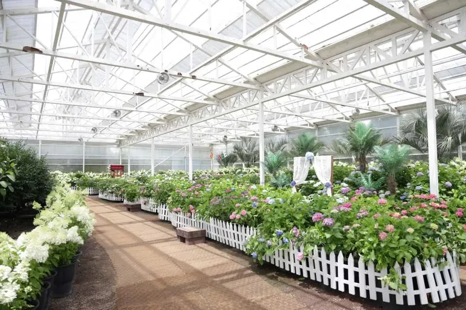 Real greenhouse hydrangea garden at Hueree Natural Park from KKday 19281