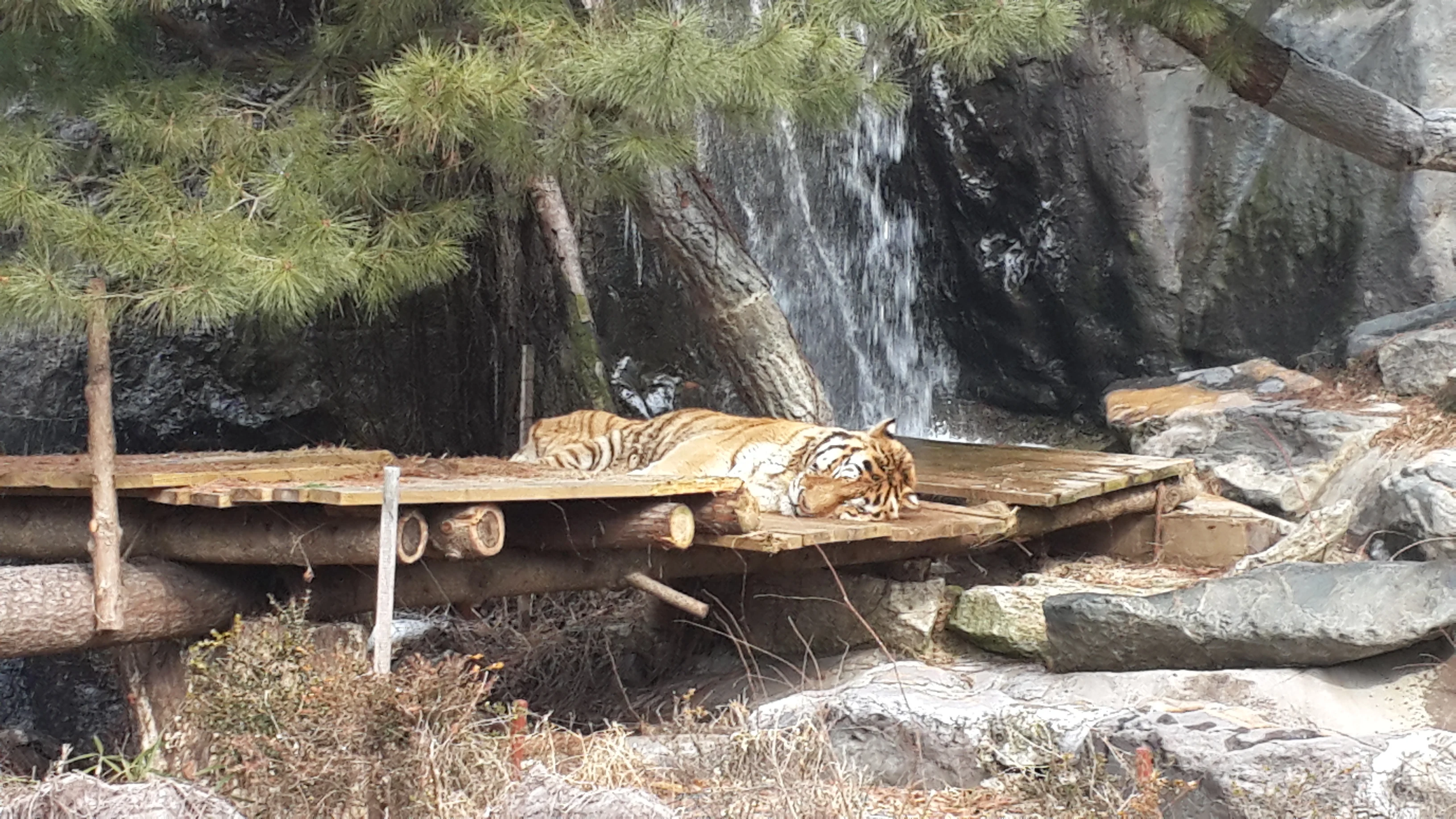 Animal areas inside Everland.