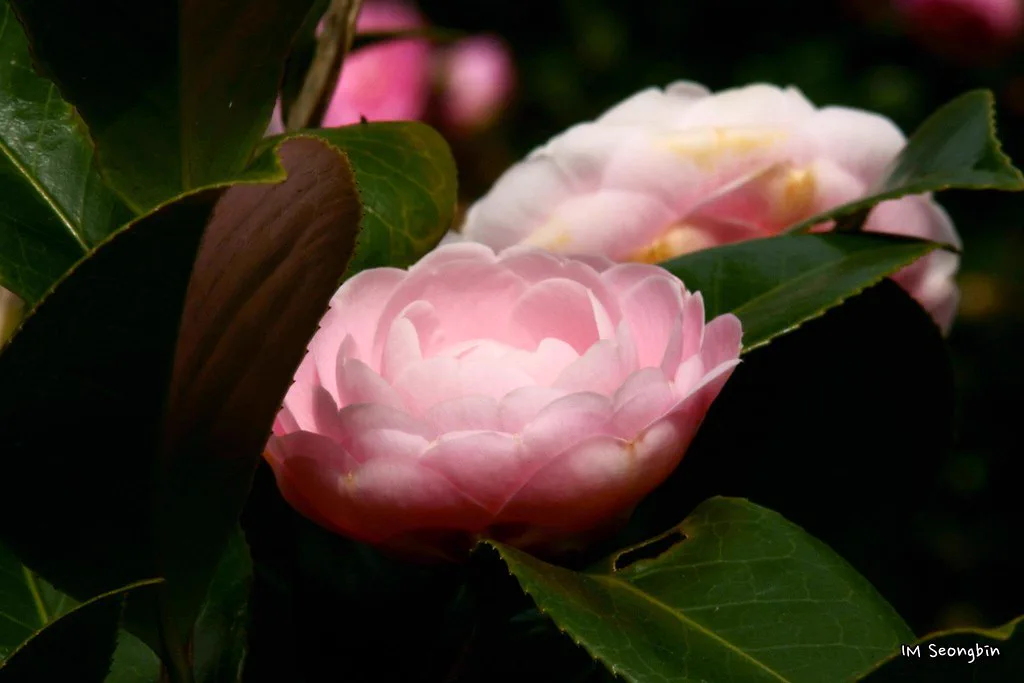Camellia Hill garden in Jeju
