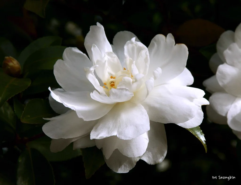 White camellia flower, illustrating seasonal blooms discussed in this guide.