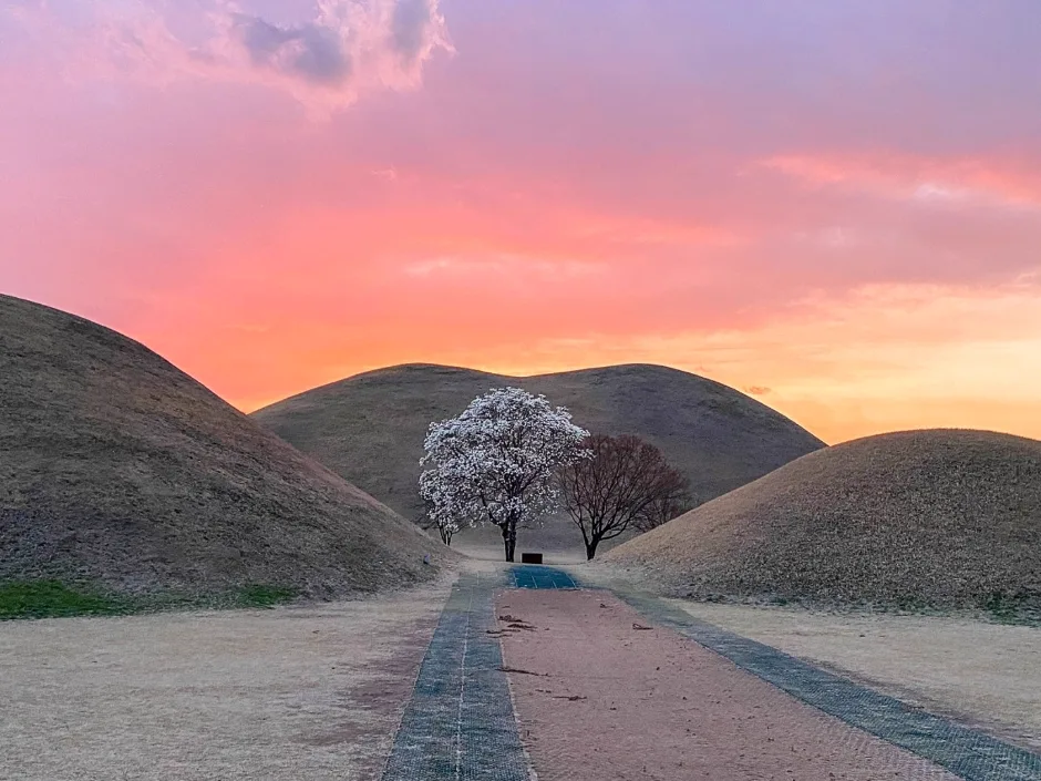 Magnolia photo point between Daereungwon burial mounds at sunset
