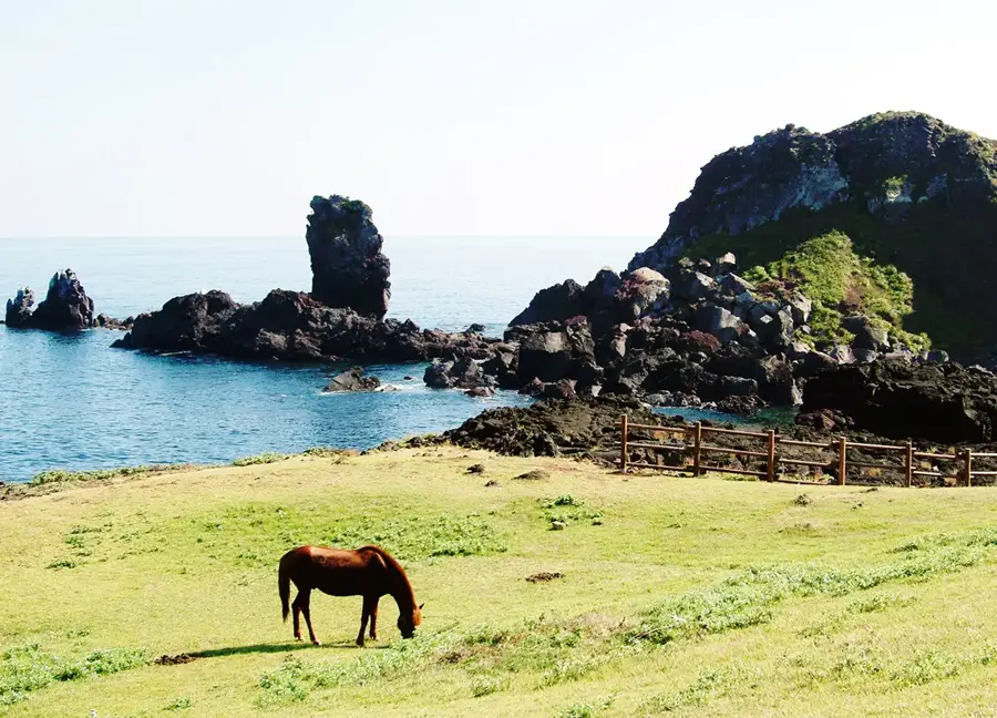 Long wooden-railed steps climb the grassy Bulgeunoreum slope towards Seopjikoji's white lighthouse