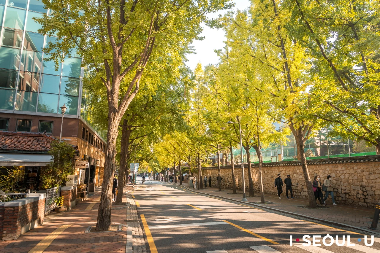 Tree-lined walking street in central Seoul