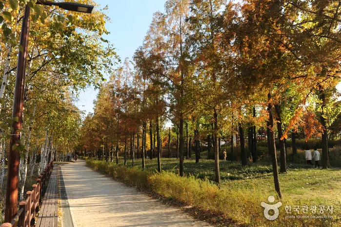 Tree-lined walking path in Seonyudo Park during autumn