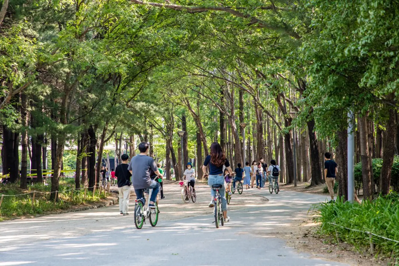 Tree-lined walking path inside Seoul Forest