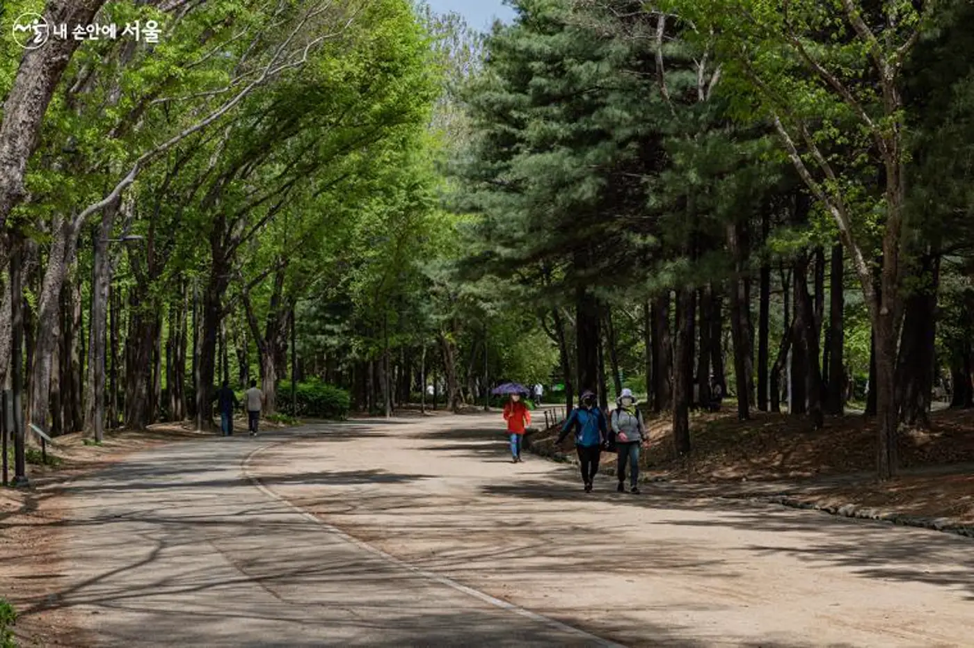 Mature trees and walking space in Seoul Forest